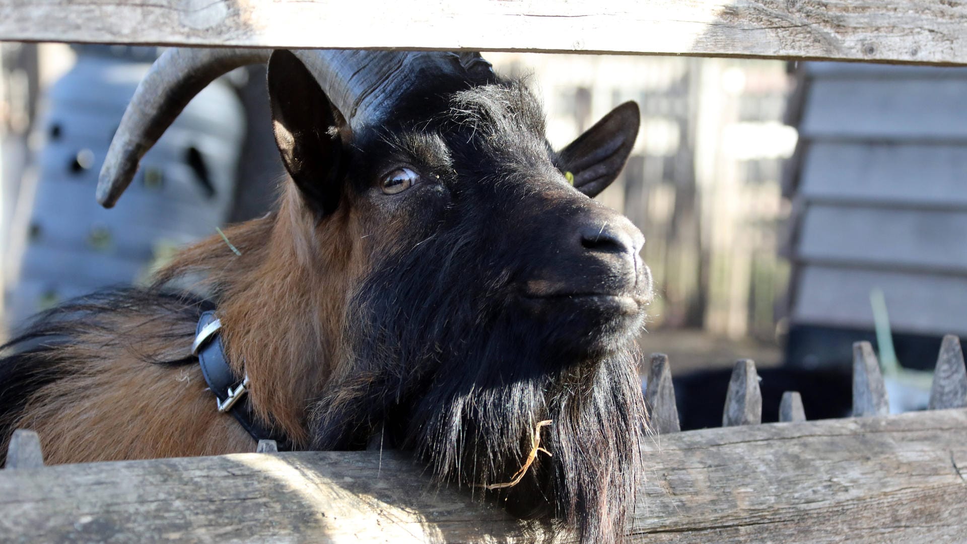 Geißbock Hennes IX.: Er feierte im Februar seinen dritten Geburtstag.