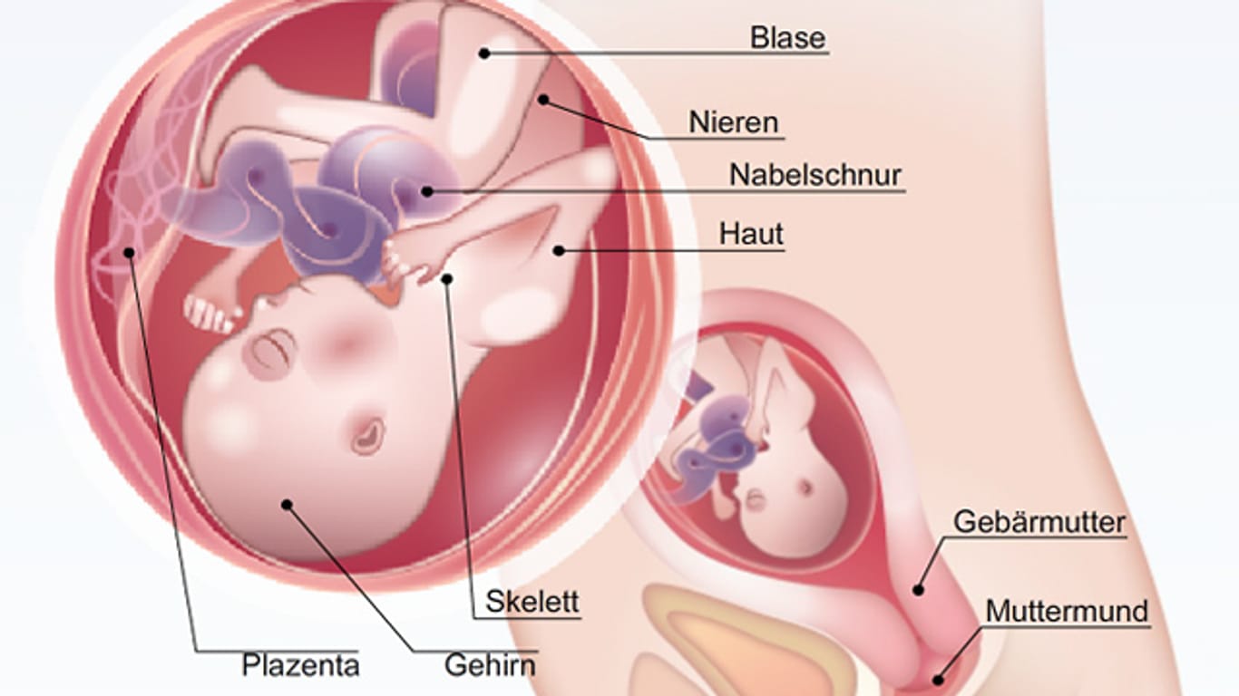 Eine Reise durch die Welt des Embryos: Die Entwicklung des Kindes im Mutterleib