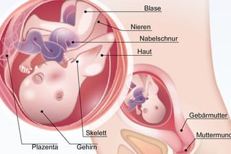 Eine Reise durch die Welt des Embryos: Die Entwicklung des Kindes im Mutterleib