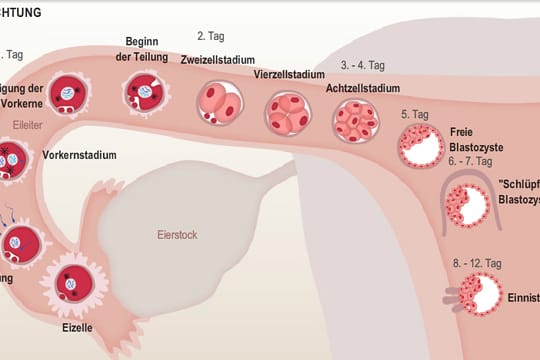 Interaktive Grafik zeigt, was bei einer Befruchtung im Detail geschieht.