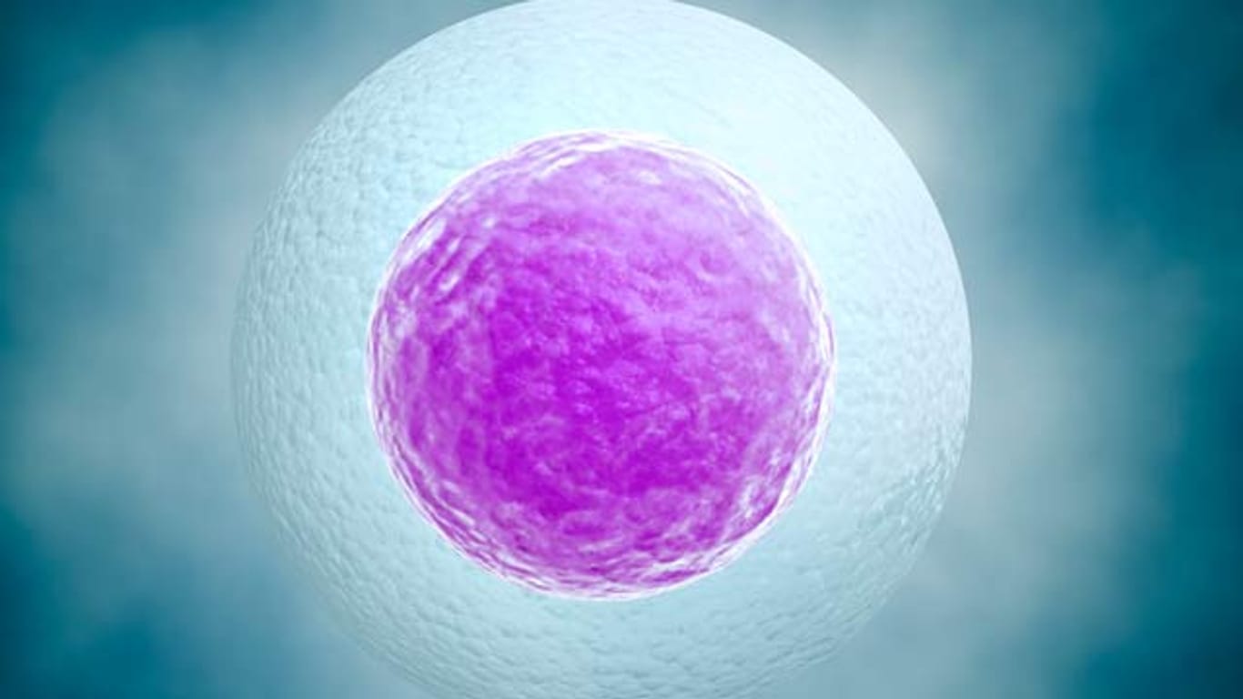 Künstliche Befruchtung: Beim Social freezing werden unbefruchtete Eizellen eingefroren, um mit ihnen zu einem späteren Zeitpunkt eine Schwangerschaft zu ermöglichen.