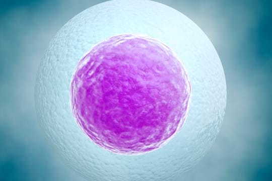 Künstliche Befruchtung: Beim Social freezing werden unbefruchtete Eizellen eingefroren, um mit ihnen zu einem späteren Zeitpunkt eine Schwangerschaft zu ermöglichen.