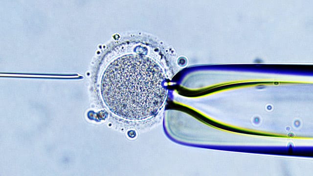 Eine Eizelle wird künstlich befruchtet.