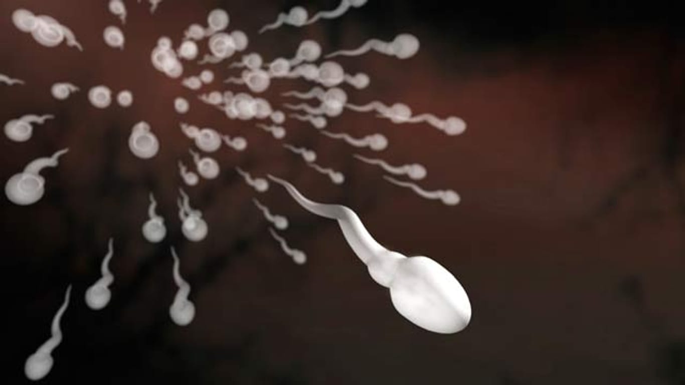 Fruchtbarkeit: Die Qualität der Spermien nimmt bei Hitzeeinwirkung ab.