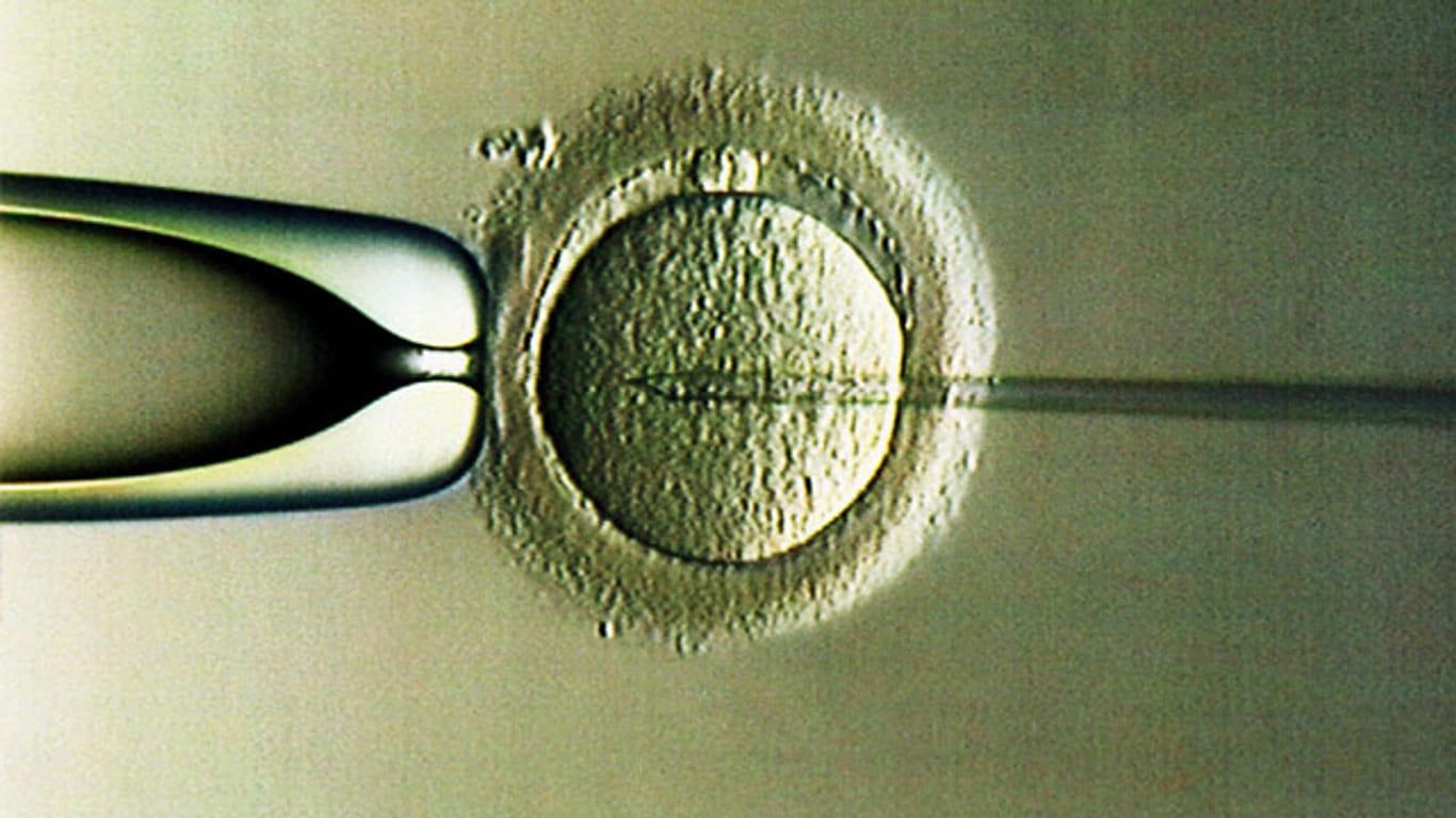 Mit einer feinen Nadel wird ein Spermium in eine Ezielle injiziert. Links im Bild die Pipette, die die Eizelle festhält.