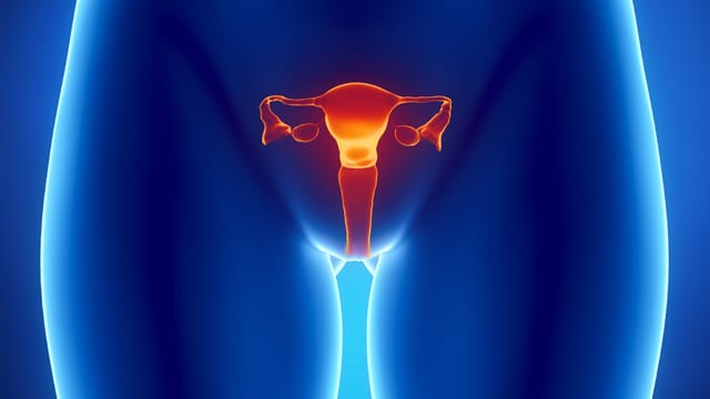 Kinderwunsch ohne Gebärmutter? Bahnbrechende Uterus-Transplantationen schüren die Hoffnung. Kinderwunsch ohne Gebärmutter? Bahnbrechende Uterus-Transplantationen schüren die Hoffnung.