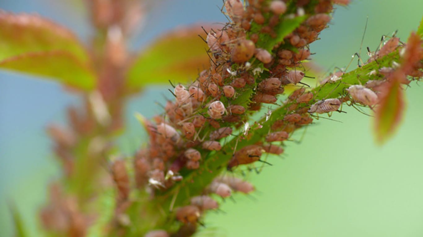 Blattläuse befallen im Frühling besonders gerne junge Blätter und Triebe.
