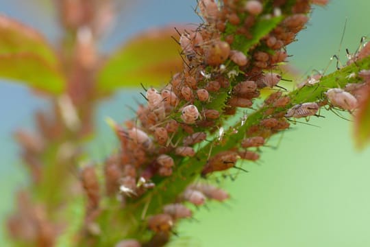 Blattläuse befallen im Frühling besonders gerne junge Blätter und Triebe.