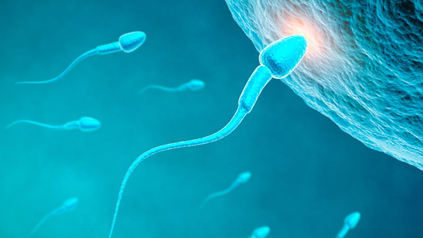 Der Weg der Spermien zur Eizelle ist ein fein abgestimmtes Wunderwerk der Biologie - und entsprechend leicht zu stören.