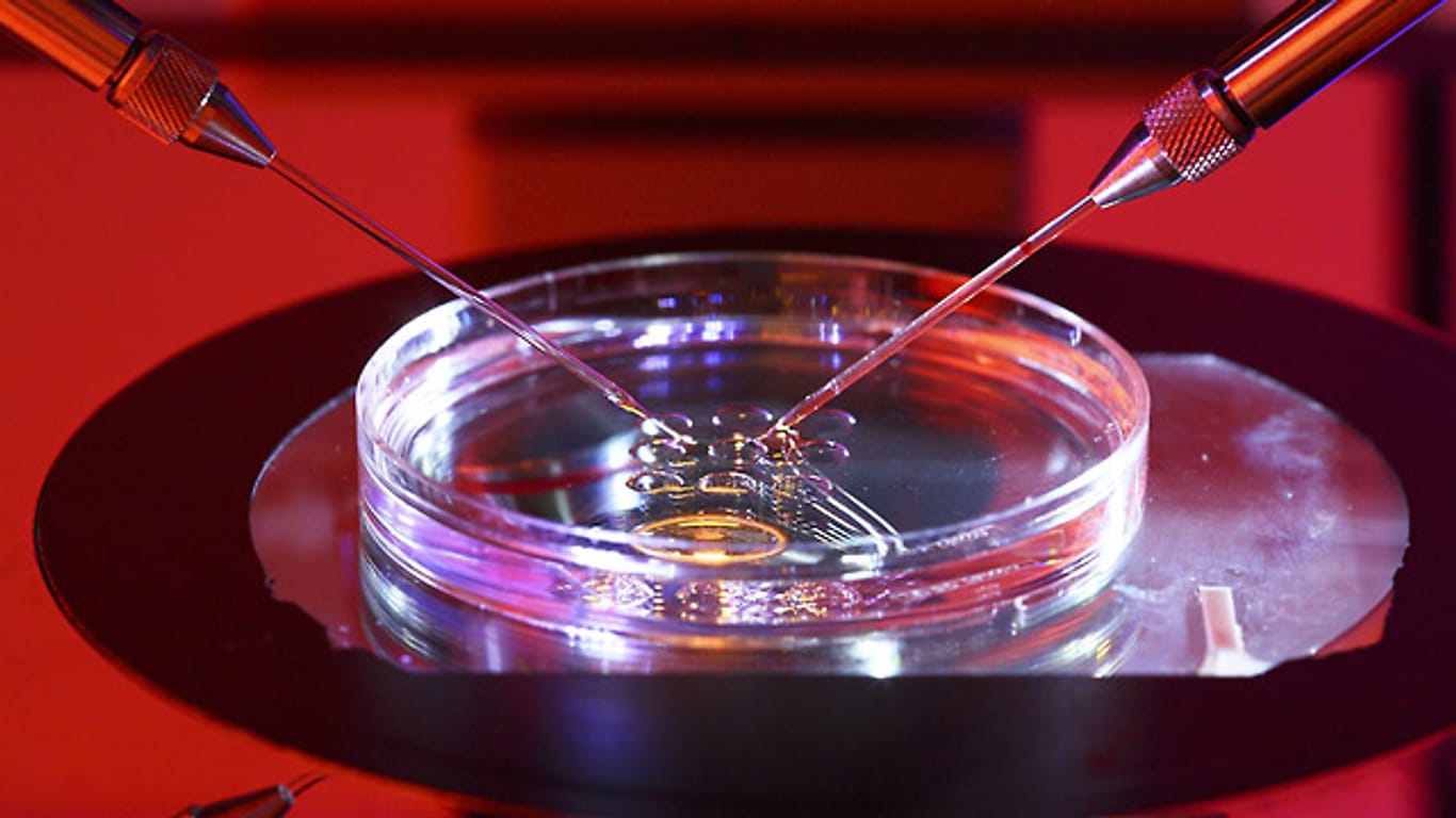 Künstliche Befruchtung: Unter einem Mikroskop werden Spermien des Vaters in eine Eizelle der Mutter injiziert.