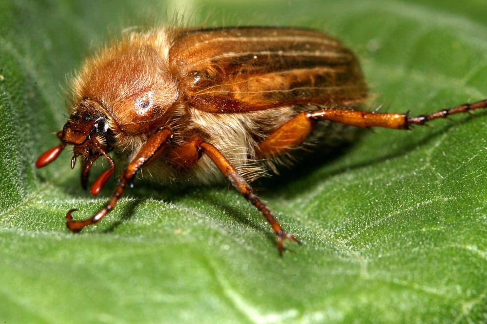 Junikäfer: Von Juni bis August sind die Insekten unterwegs – oft in großen Schwärmen von hunderten Tieren.