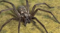 Große Winkelspinne im Haus? So vertreiben sie die Spinne 