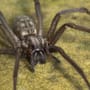 Große Winkelspinne im Haus? So vertreiben sie die Spinne 