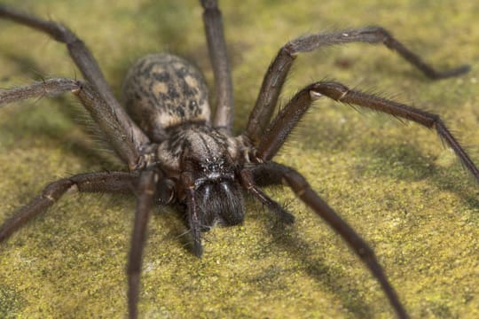 Große Winkelspinne: Der heimische Alptraum der Spinnenphobiker.