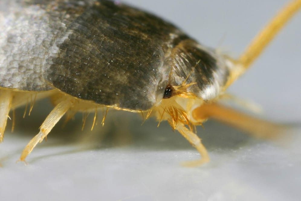 Silberfischchen lassen sich mit einfachen Mitteln vertreiben.