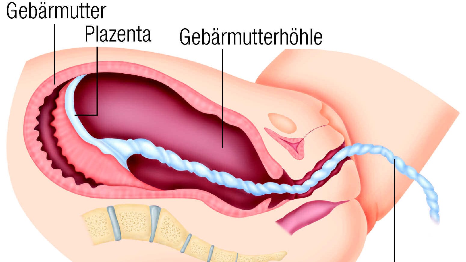 Normalerweise löst sich die Plazenta nach der Geburt ab und wird ausgestoßen.