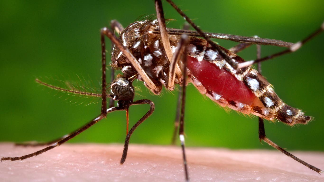 Das Zika-Virus wird von Mücken übertragen und kann zu Geburtsfehlern führen.