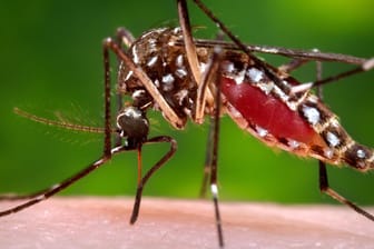 Das Zika-Virus wird von Mücken übertragen und kann zu Geburtsfehlern führen.