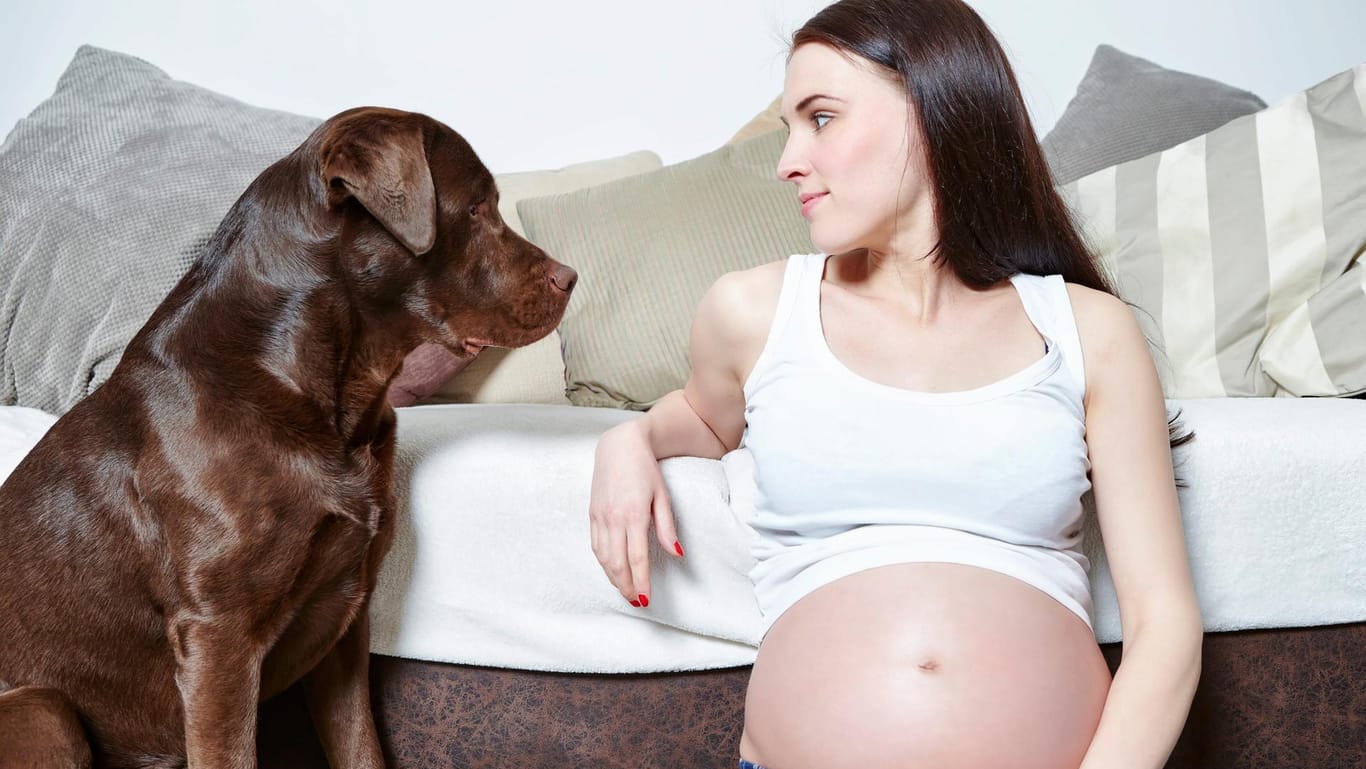 Schwangerschaft und Haustiere: Streicheln erlaubt - aber Schwangere müssen beim Umgang mit Haustieren bestimmte Hygieneregeln beachten.