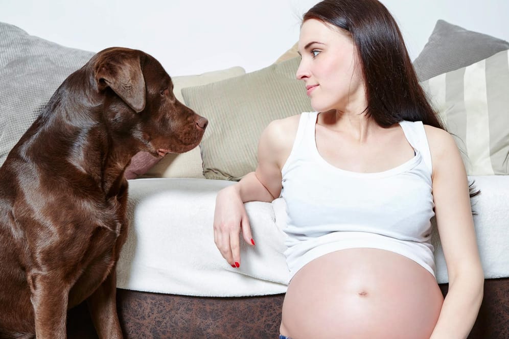 Schwangerschaft und Haustiere: Streicheln erlaubt - aber Schwangere müssen beim Umgang mit Haustieren bestimmte Hygieneregeln beachten.