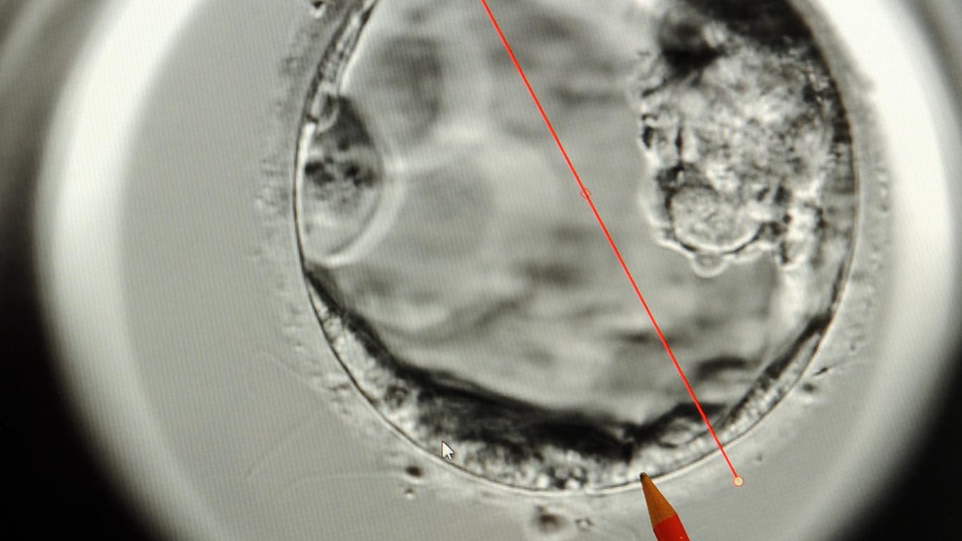 Menschlicher Embryo im Alter von fünf Tagen.