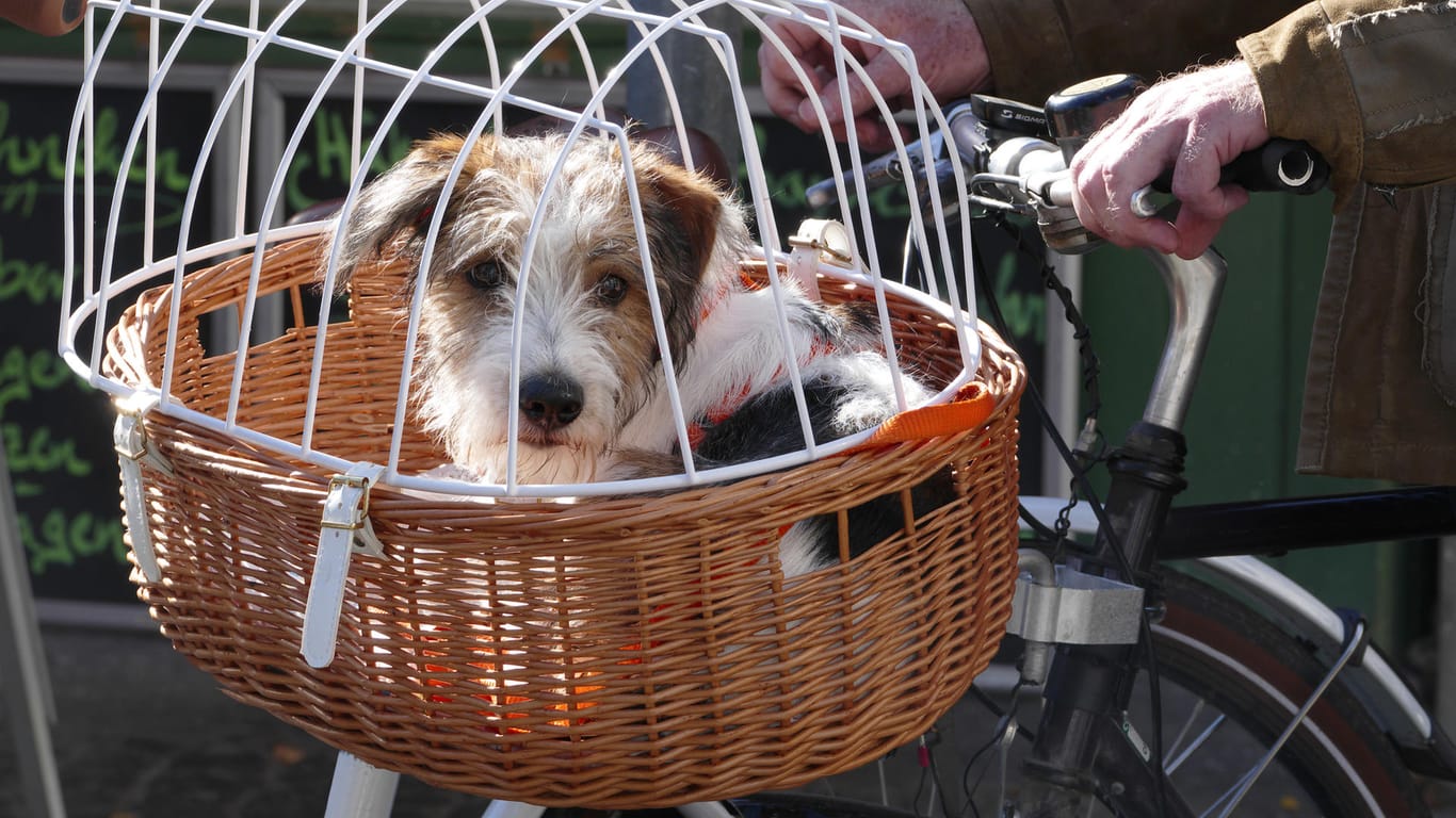 Fahrradkorb: Für kleine Hunde ist er ideal.