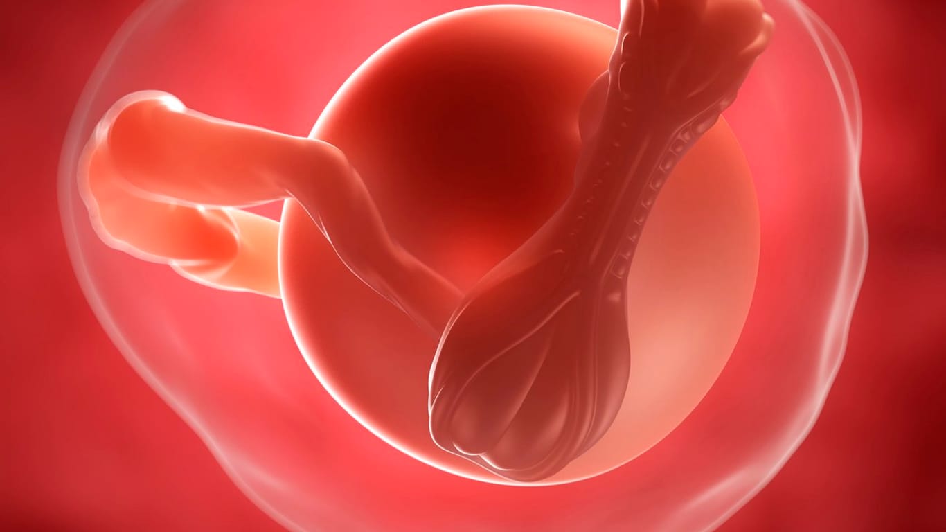 4. SSW: Die befruchtete Eizelle nistet sich in der Gebärmutter ein.