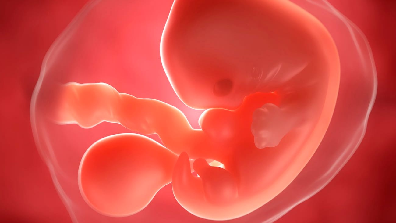 5. SSW: Der Embryo ist noch klein wie ein Saatkorn, aber im Ultraschall schon zu entdecken.