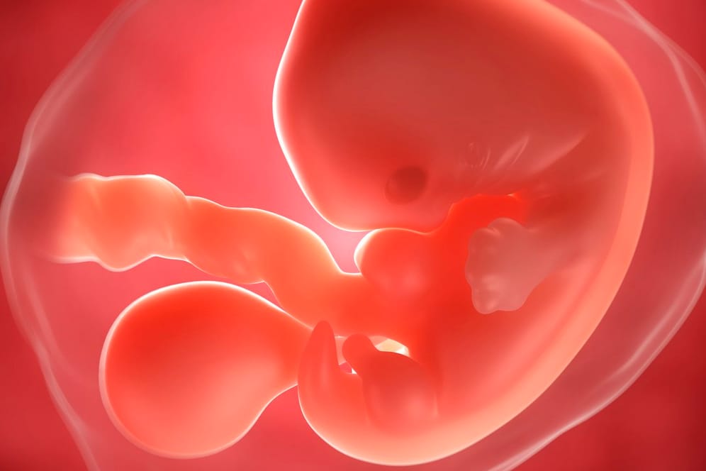 5. SSW: Der Embryo ist noch klein wie ein Saatkorn, aber im Ultraschall schon zu entdecken.