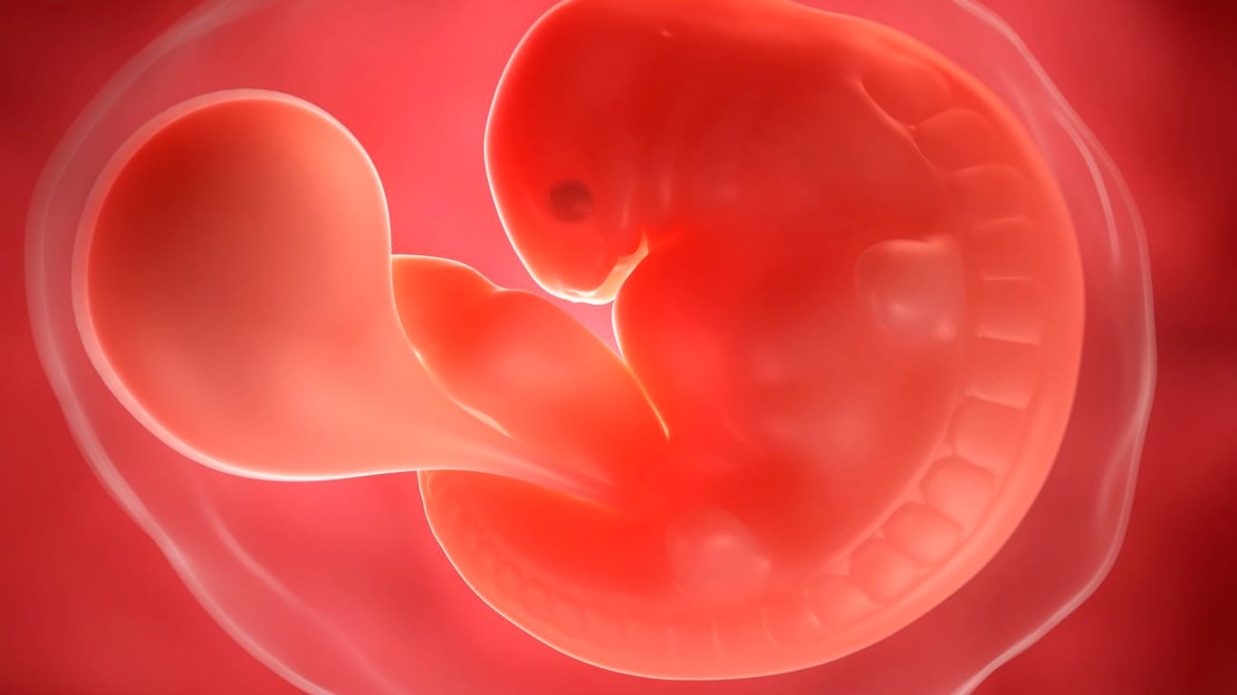 6. SSW: Das Herz des Embryos beginnt zu schlagen.
