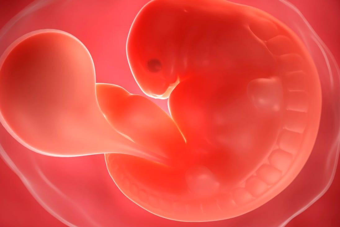 6. SSW: Das Herz des Embryos beginnt zu schlagen.