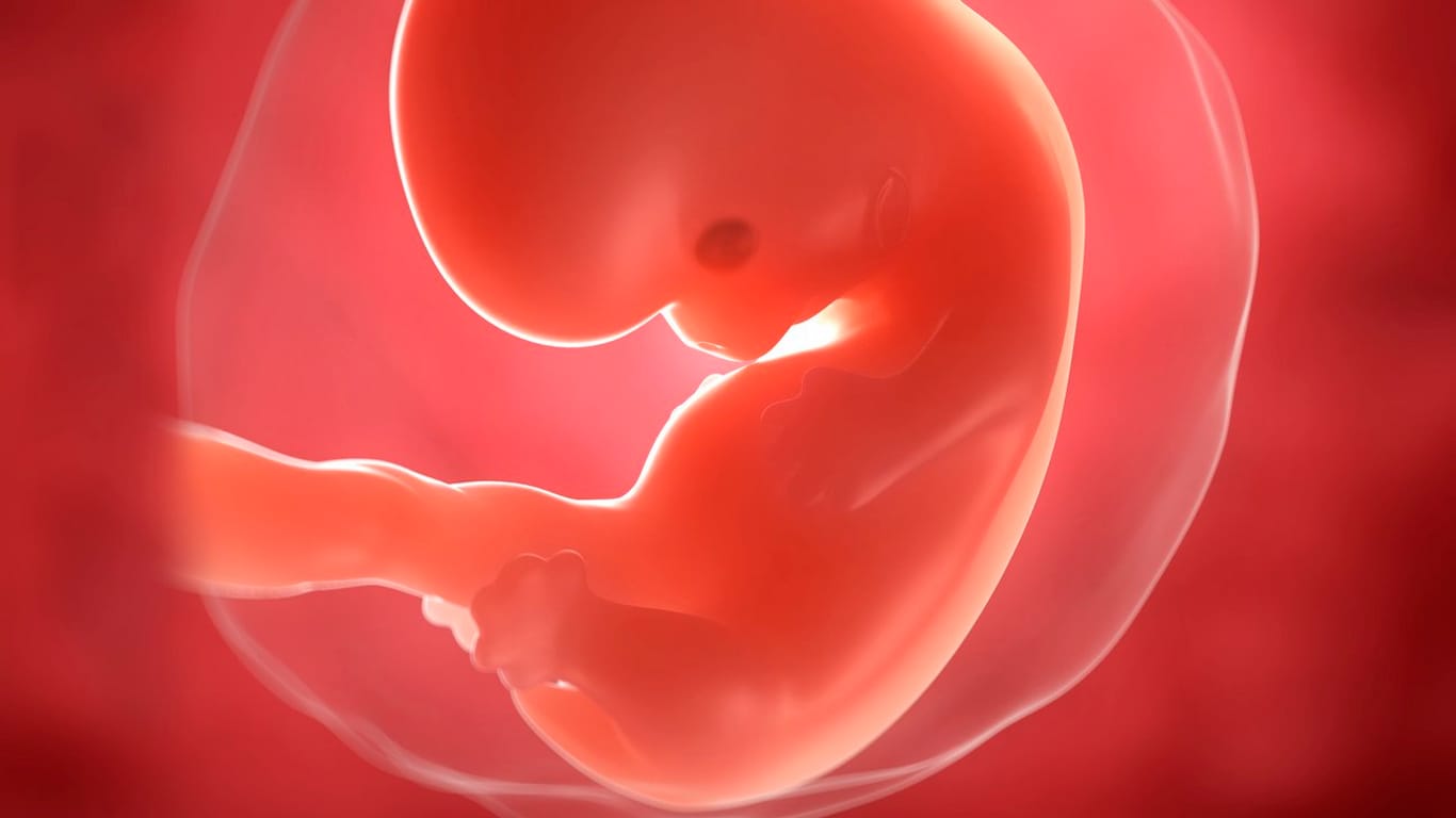7. SSW: Der Embryo nimmt allmählich menschliche Gestalt an.