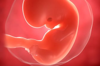 7. SSW: Der Embryo nimmt allmählich menschliche Gestalt an.