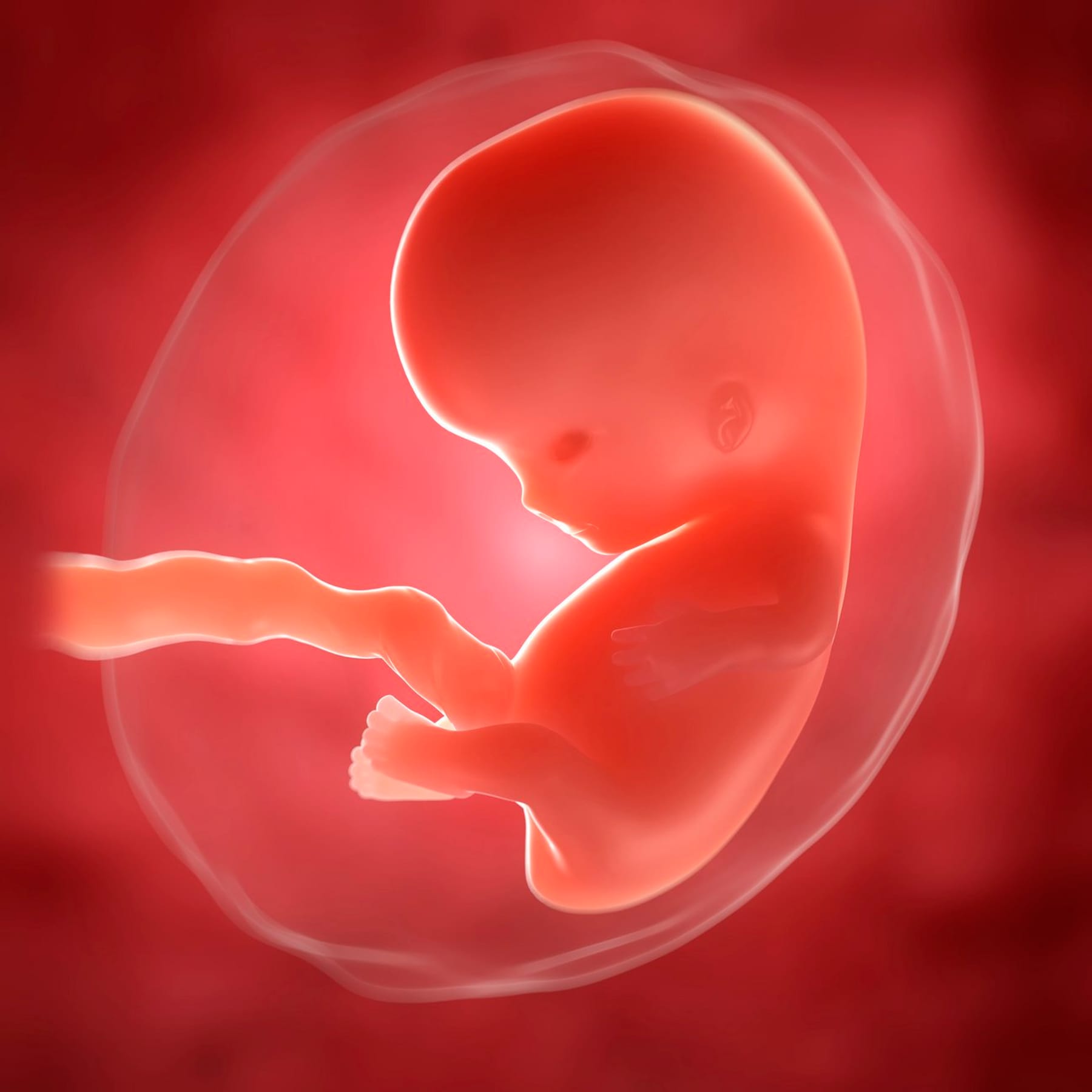 Ребенок в животе 2 неделя. Эмбрион на 8 неделе беременности. Плод ребенка 1 триместр.