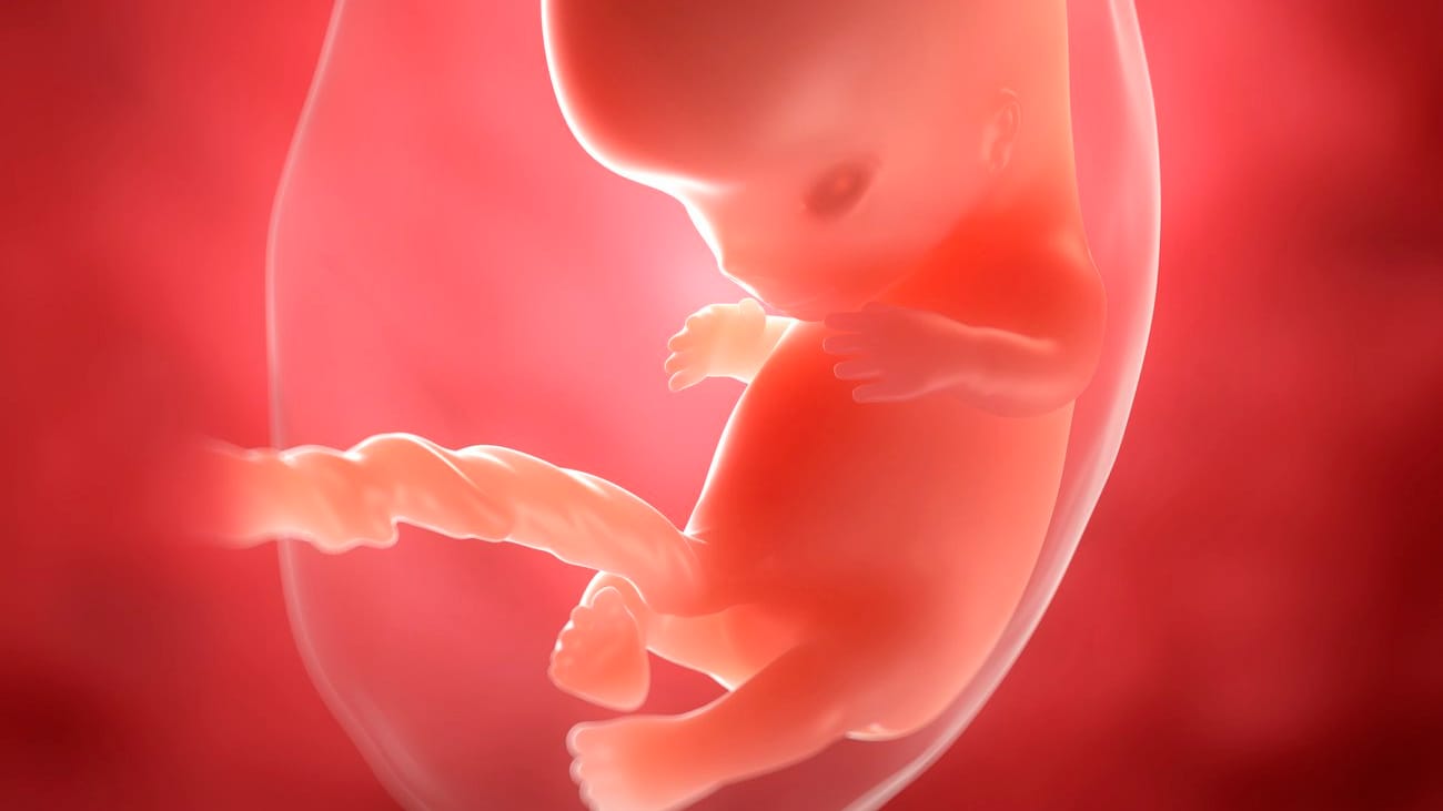 9. SSW: In dieser Schwangerschaftswoche wird der Embryo zum Fötus.