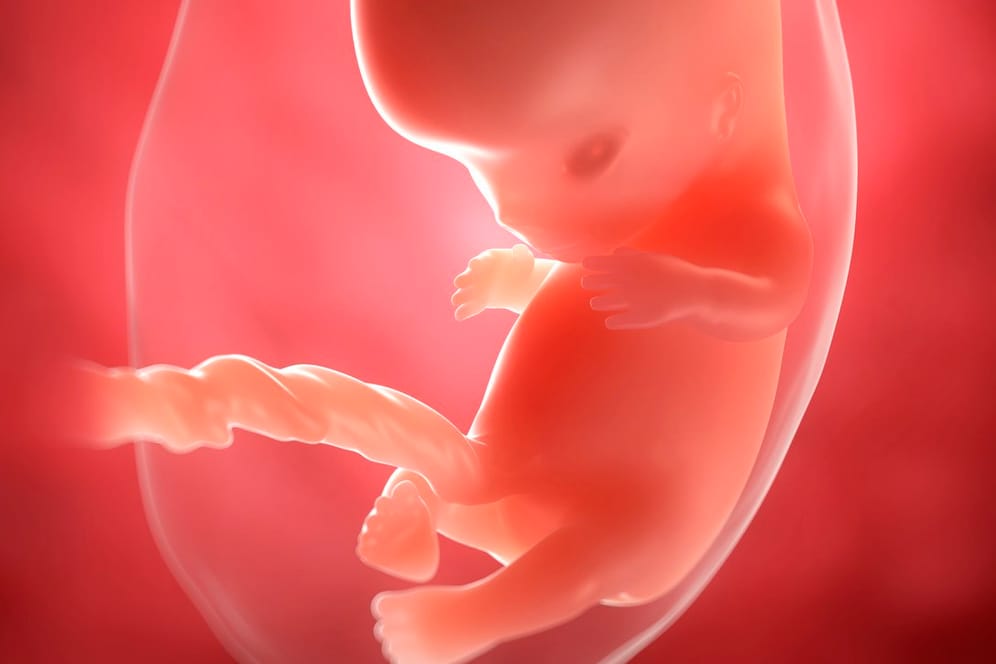 9. SSW: In dieser Schwangerschaftswoche wird der Embryo zum Fötus.