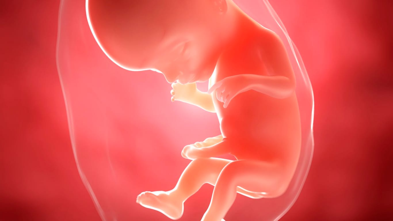 Schwangerschaftskalender: 17. SSW