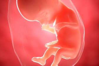 Schwangerschaftskalender: 17. SSW