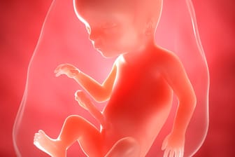 Schwangerschaftskalender: Größe und Entwicklung des Fötus in der 18. SSW