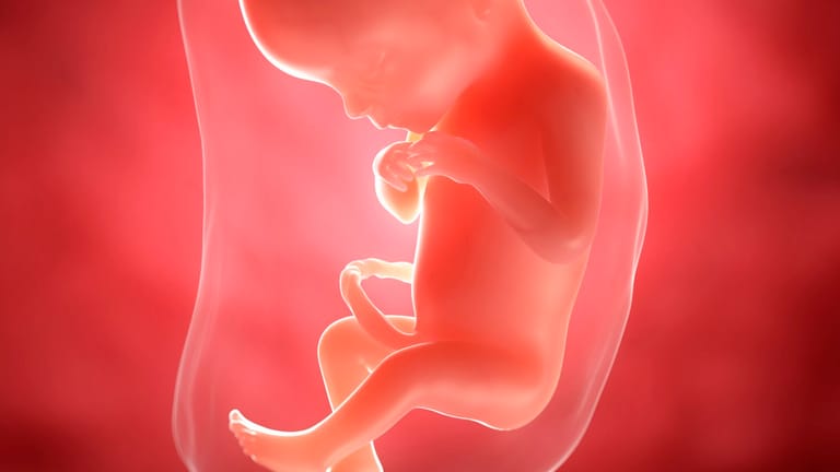 Schwangerschaftskalender: 19. SSW