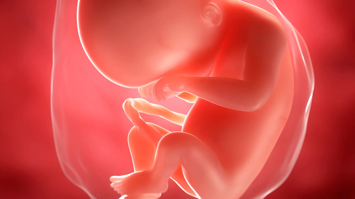Schwangerschaftskalender: 20. SSW