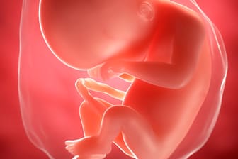 Schwangerschaftskalender: 20. SSW