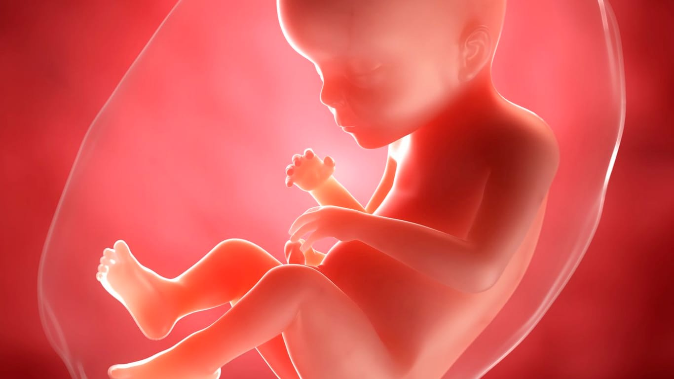 Schwangerschaftskalender: 23. SSW
