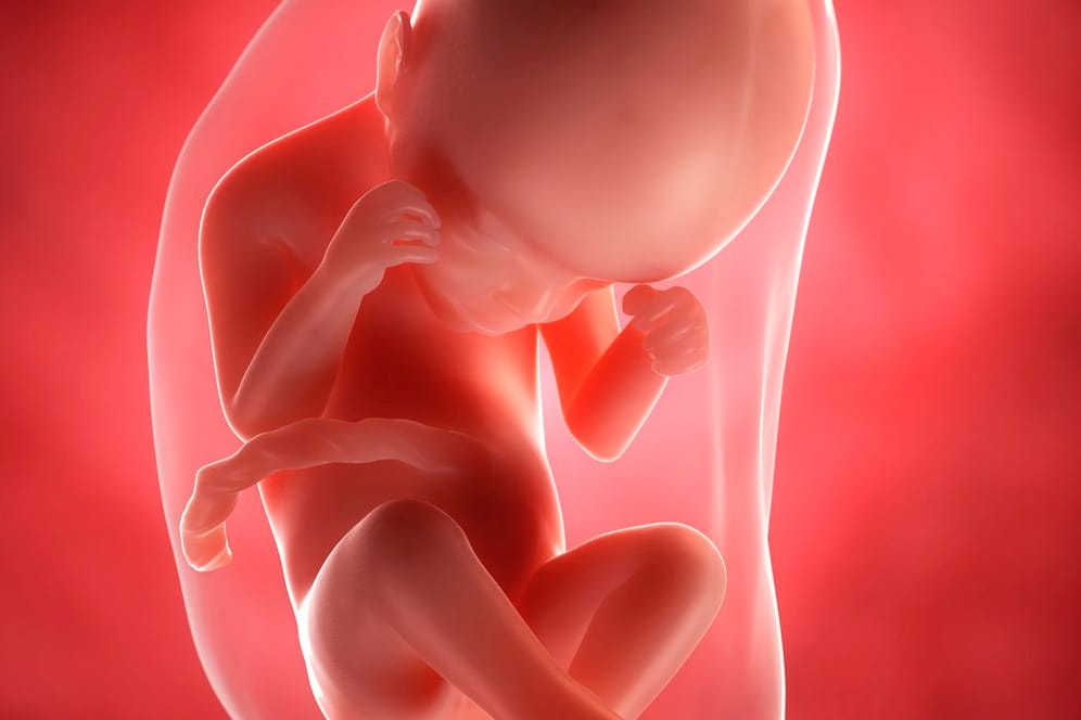 Schwangerschaftskalender: 24. SSW