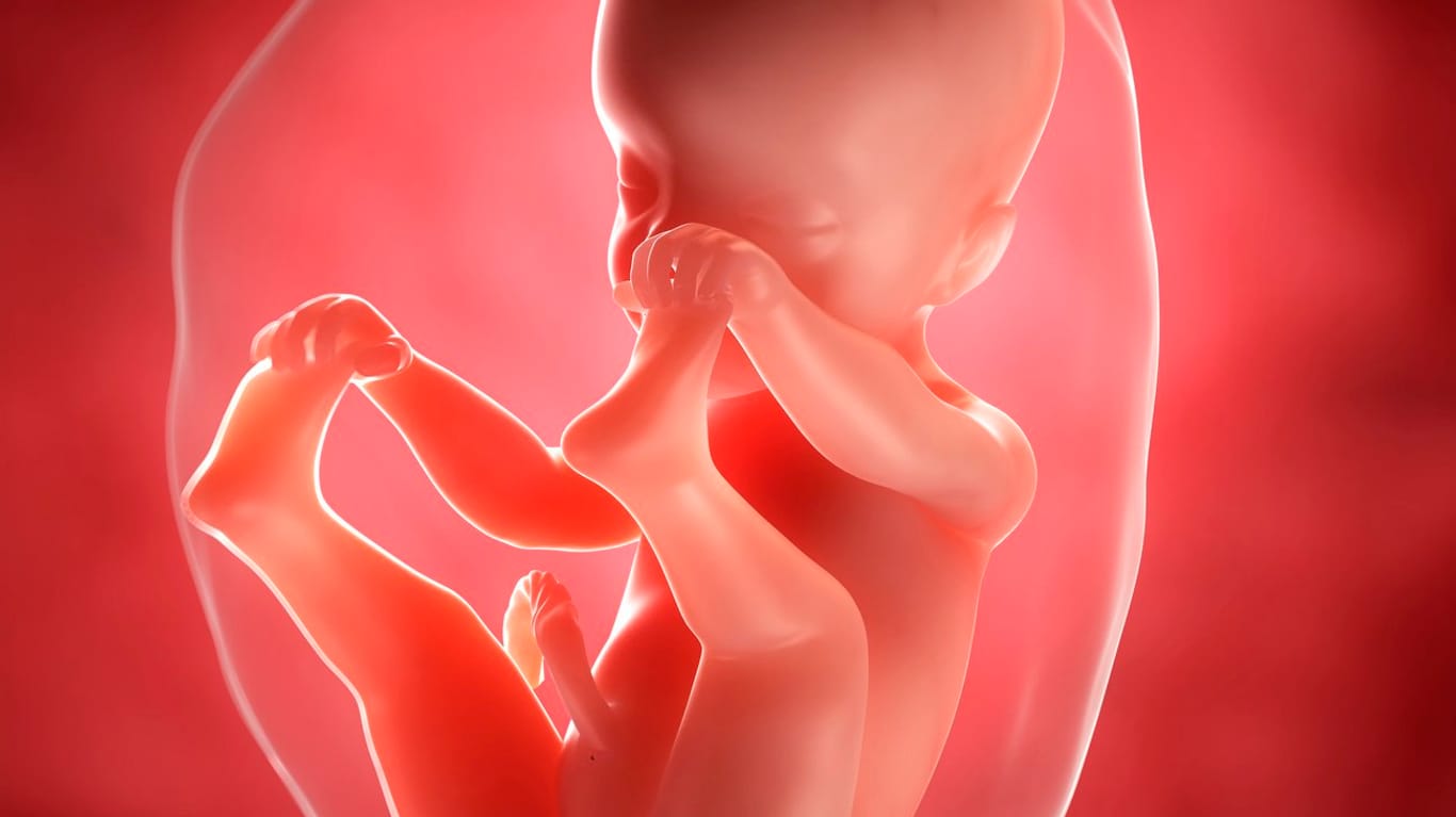 Schwangerschaftskalender: 25. SSW