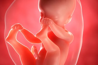 Schwangerschaftskalender: 25. SSW