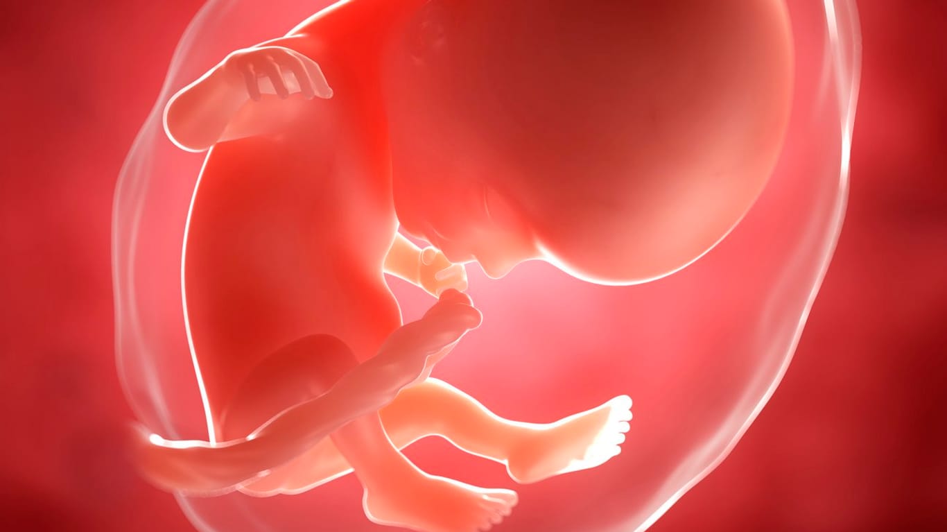 Schwangerschaftskalender: Größe und Entwicklung des Babys in der 14. SSW