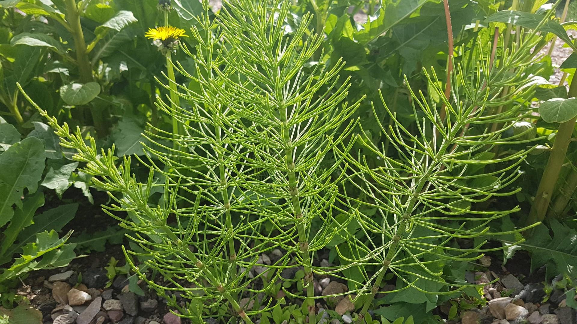 Ackerschachtelhalm im Garten