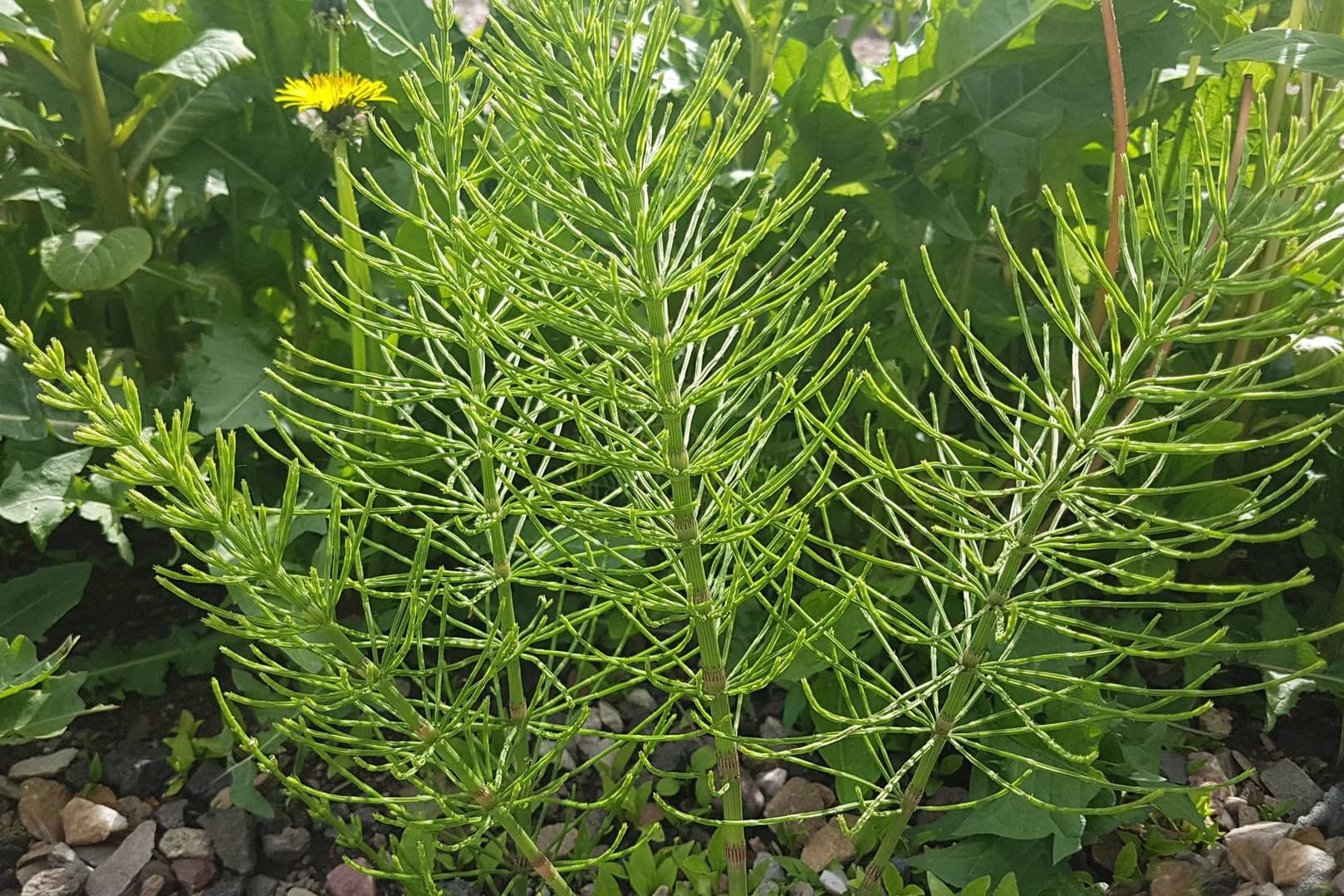 Ackerschachtelhalm im Garten