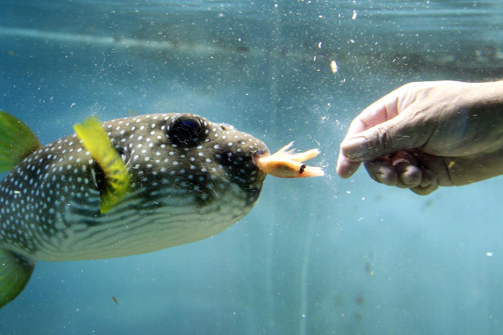 Kugelfisch: Er benötigt spezielle Nahrung.